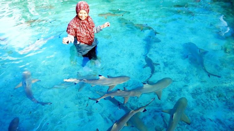 Berenang dengan Hiu dan Membelah Lautan Menuju Karimunjawa