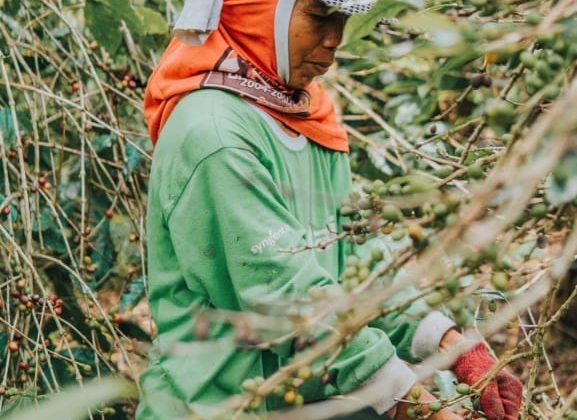 Kopi Indonesia Tetap Menjadi Primadona Pasar Dunia