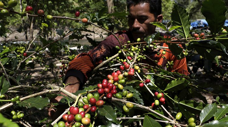 Kenalkan Kopi Khas Nusantara di Den Haag Belanda