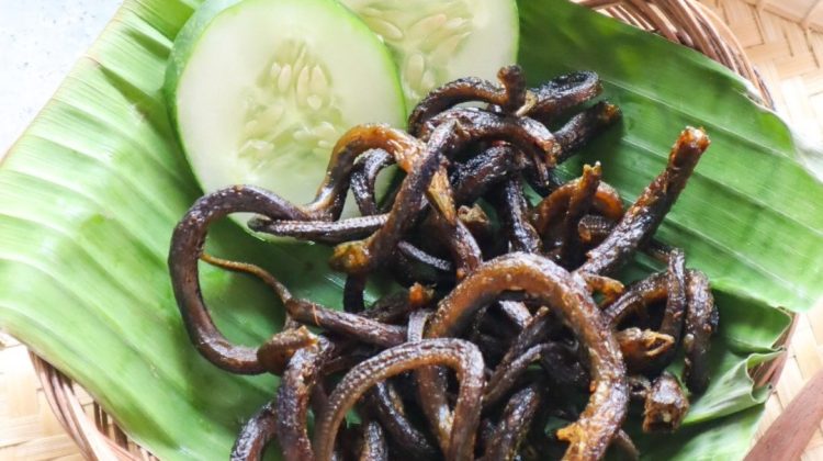 Kandungan Gizi dan Manfaat Belut bagi Kesehatan, Yuk di Simak !