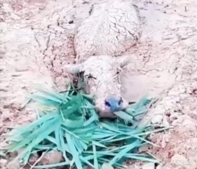 
					Kondisi Masih Hidup, Seekor Kerbau Terkubur Lahar Gunung Semeru