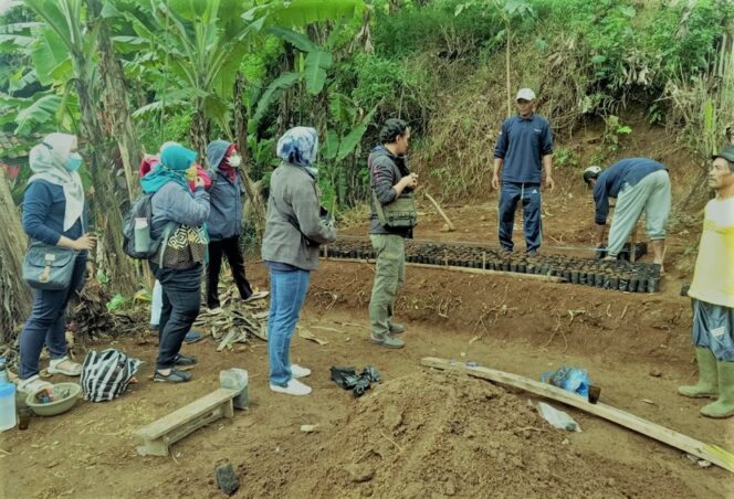 
					KTH Sauyunan Lestari Kembangkan Pembibitan Cengkeh