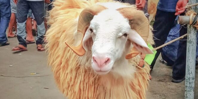 
					Festival Domba,  Warga Kaki Gunung Sumbing Dongkrak Ekonomi Desa