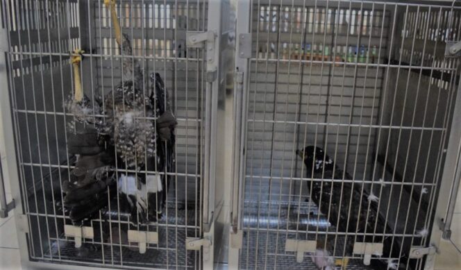 
					Sepasang Elang Ular Bido Diselamatkan Anggota DPRD Kabupaten Cianjur