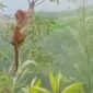 Penampakan Seekor Macan Tutul Naik di atas pohon