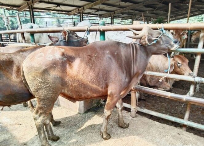 
					Pedagang Daging Keluhkan Harga Daging Merangkak Naik