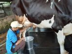 Harga Susu Segar Peternak Turun, Industri Pengolahan Susu Memilih Impor