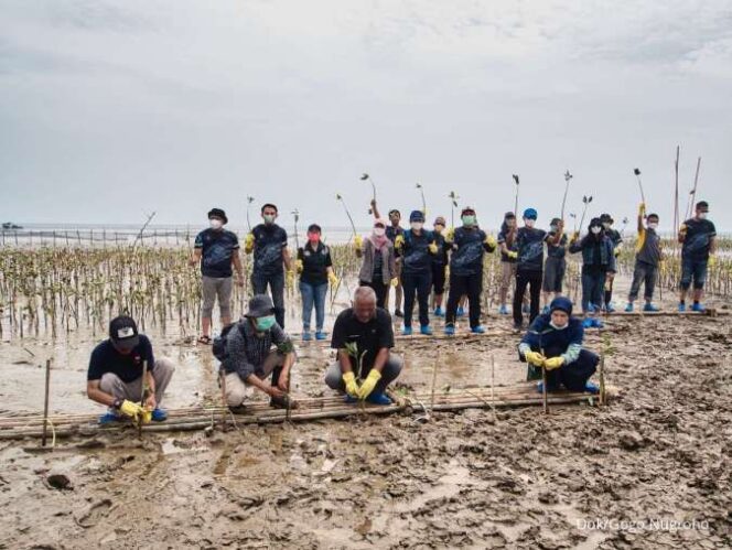 
					Tanam 2022 Mangrove, KALBE Nutritionals Jaga Kelestarian Lingkungan