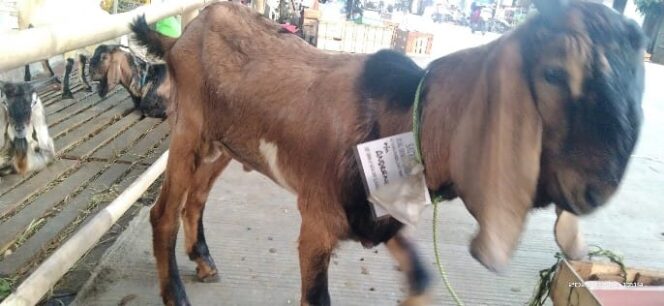 
					Berkah Pedagang Hewan Kambing Kurban Saat  Diterjang Wabah PMK