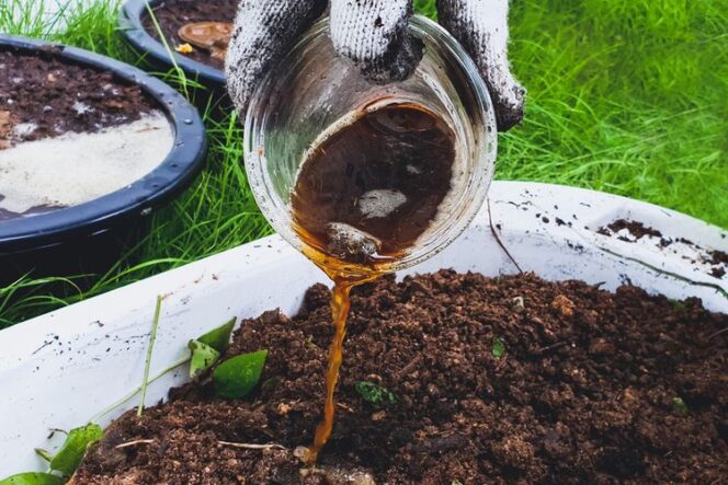 
					Pupuk Organik Cair dari Sabut Kelapa, Berikut Cara Membuatnya