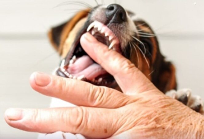 
					Waspada Rabies, Segera Lakukan Tindakan Darurat