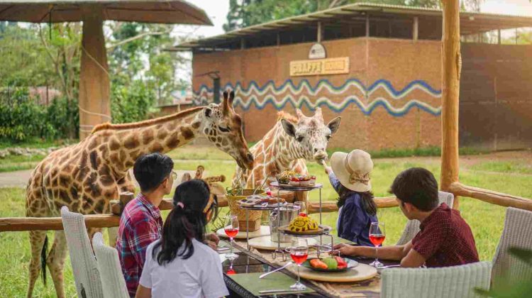 Hotel Exclusive di Jawa Barat yang Bisa Makan Ditemani Jerapah