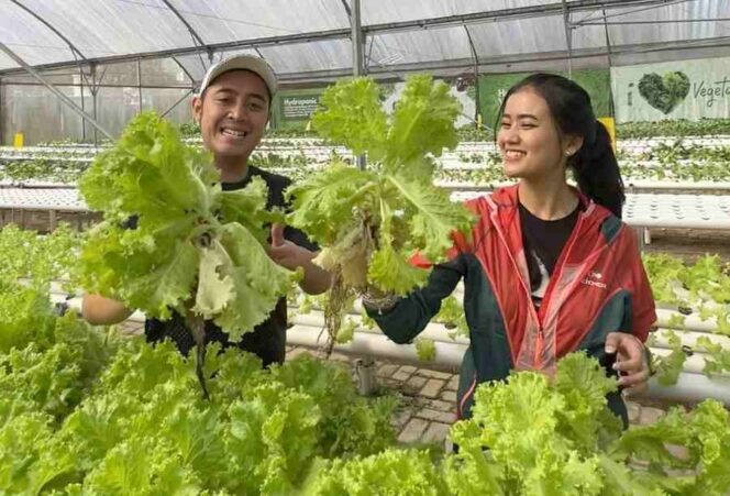 
					Liburan di Royal Safari Garden Bisa Memetik Sayuran Hydroponic