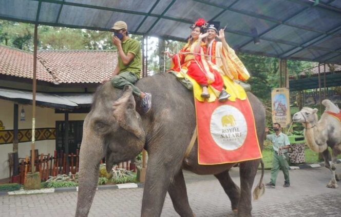 
					Rayakan Imlek di Royal Safari Garden ada Barongsai dan Liong