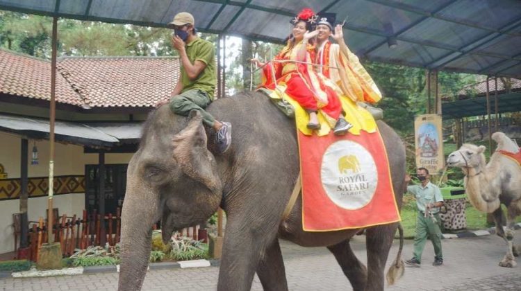 Rayakan Imlek di Royal Safari Garden ada Barongsai dan Liong