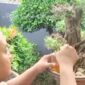 Keindahan Tanaman Bonsai Ditangan Bripka Anggar