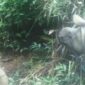Kabar Gembira, ada Anakan Badak Jawa di Ujung Kulon