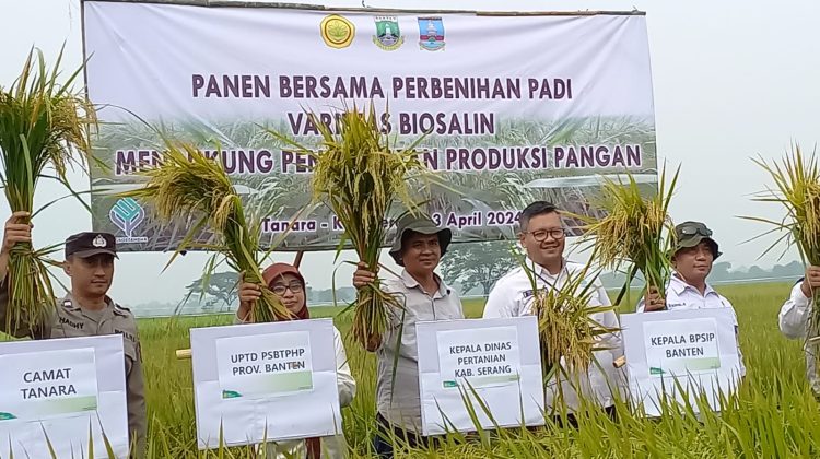 Kementan dan Provinsi Banten Kembangkan Padi Varietas Biosalin