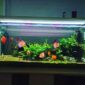 Kota Bekasi Serius Jadikan Kota Sentra Ikan Hias
