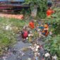 Bersihkan Kali Kapuk, Pasukan Katak Orange Angkut 12 Kubik Sampah