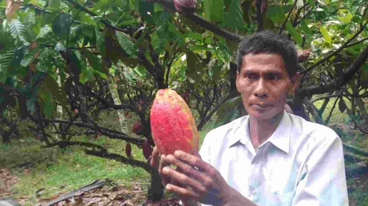 Matras News/FOTO :  Pusat Penelitian Kopi dan Kakao Indonesia Pada Masa Kolonial Belanda