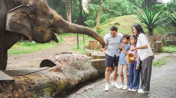 Foto: Royal Safari Garden kembali menghadirkan penawaran spesial dalam suasana sejuk dan asri khas Puncak, Bogor melalui School Holiday Package