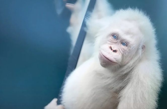 
					Orangutan Albino Pertama di Dunia Sukses Beradaptasi di Habitat Baru