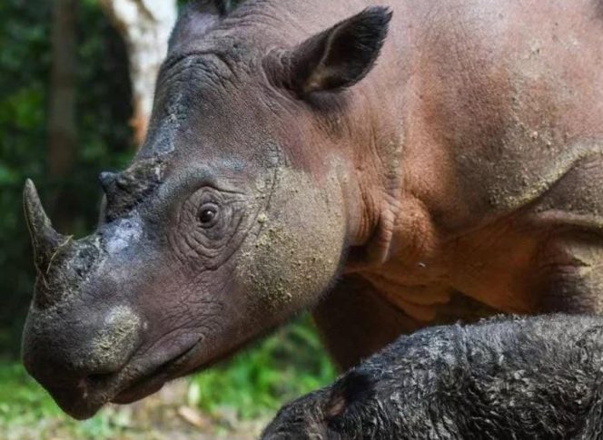 
					Miris, Populasi Badak Sumatera Tersisa Dua Ekor
