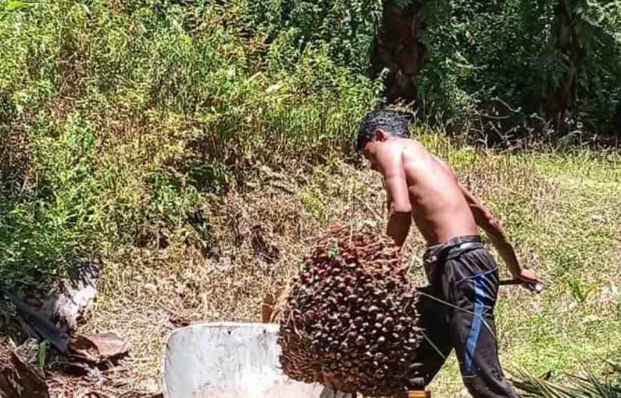 Wamenlu Havas Kritik EUDR Desak Standar Keberlanjutan Sawit yang Universal