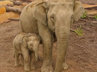 FOTO: kemunculan gajah Sumatera di area perkebunan dan pemukiman di wilayah Bener Meriah dan Aceh Tengah