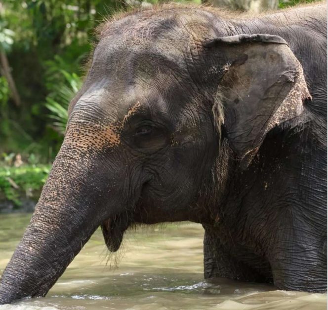 
					Bali Zoo Akhiri Atraksi Tunggang Gajah, Beralih ke Konservasi Edukatif