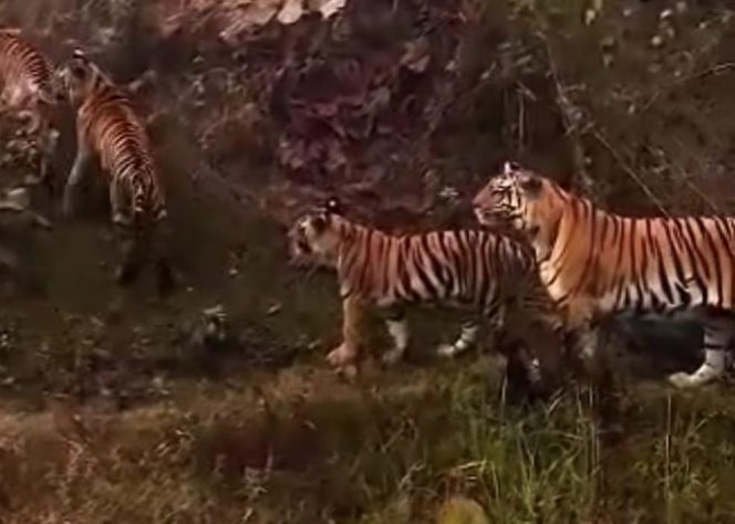 
					BBKSDA Jabar: Belum Ada Konfirmasi Ilmiah Soal Dugaan Harimau Jawa di Sukabumi