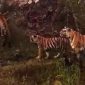 BBKSDA Jabar Belum Ada Konfirmasi Ilmiah Soal Dugaan Harimau Jawa di Sukabumi
