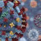 Influenza A H3N2 Subclade K