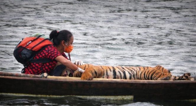 
					FOTO: Sebuah foto yang memperlihatkan seorang perempuan duduk tenang di perahu kecil bersama seekor harimau