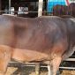Mentan Larangan RPH Naikkan Harga Daging Sapi Jelang Ramadan 2026