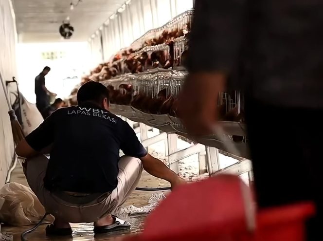 
					FOTO: Lapas Kelas IIA Bekasi Budidayakan 1.000 Ayam Petelur untuk Ketahanan Pangan