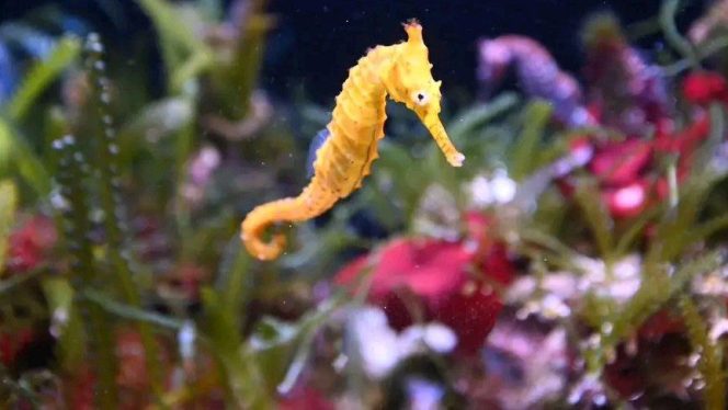 
					Hanya 13 Spesies Kuda Laut Tercatat di Indonesia, Habitat Rusak