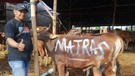 FOTO: PT Matras Media Kreasi, melalui dua produk medianya MatrasNews dan Majalah Matras, menyalurkan satu ekor sapi