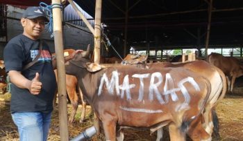 FOTO: PT Matras Media Kreasi, melalui dua produk medianya MatrasNews dan Majalah Matras, menyalurkan satu ekor sapi