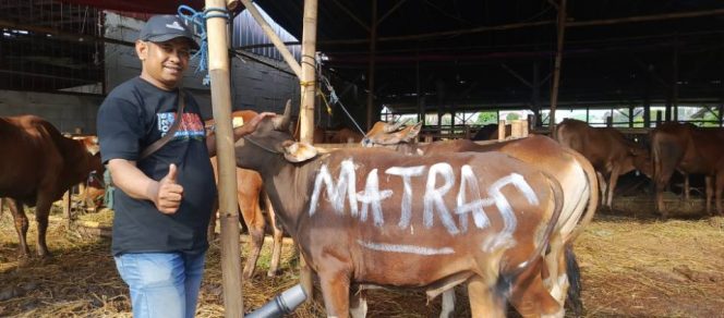
					FOTO: PT Matras Media Kreasi, melalui dua produk medianya MatrasNews dan Majalah Matras, menyalurkan satu ekor sapi