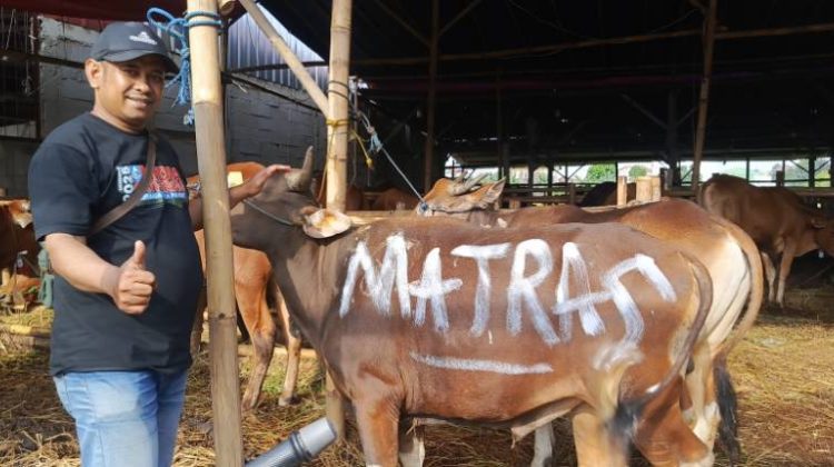 FOTO: PT Matras Media Kreasi, melalui dua produk medianya MatrasNews dan Majalah Matras, menyalurkan satu ekor sapi