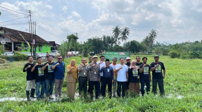 FOTO: Petani Milenial Sleman menggandeng Indomaret dan Fakultas Pertanian UGM mengembangkan program hortikultura modern