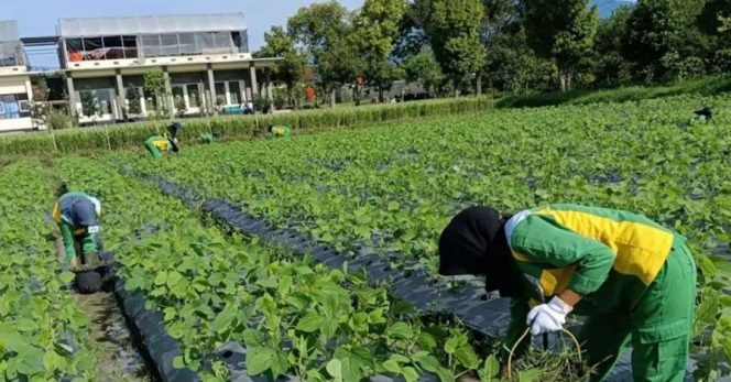 
					Edamame Premium Siswa SMKN 1 Bawen Tembus Ekspor