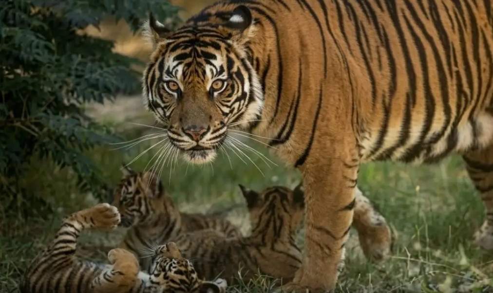 Tiga Anak Harimau Sumatera Lahir di Yunani