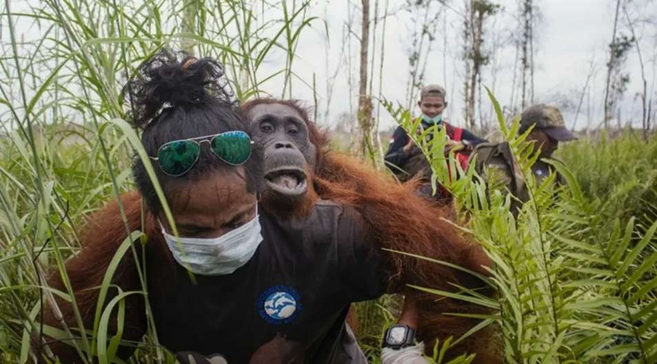 Populasi Satwa Liar Dunia Turun 73 Persen, Mampukah Indonesia Menyelamatkan Habitat?